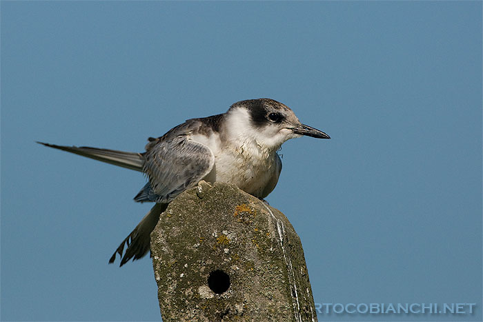 giovane mignattino piombato ?